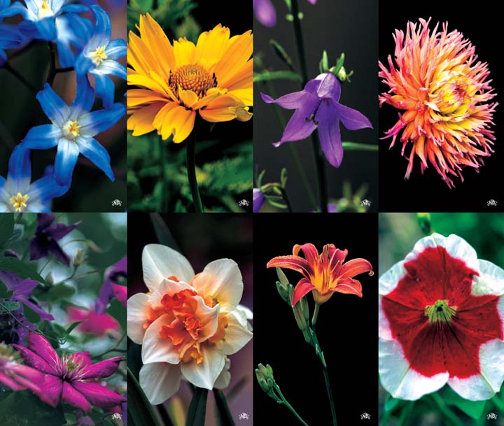 Bouquet Flowers