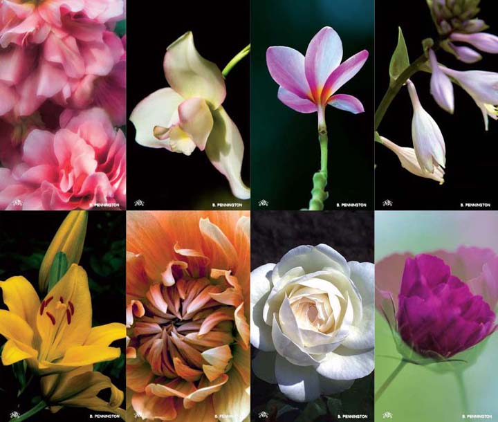 Fragrance Flower