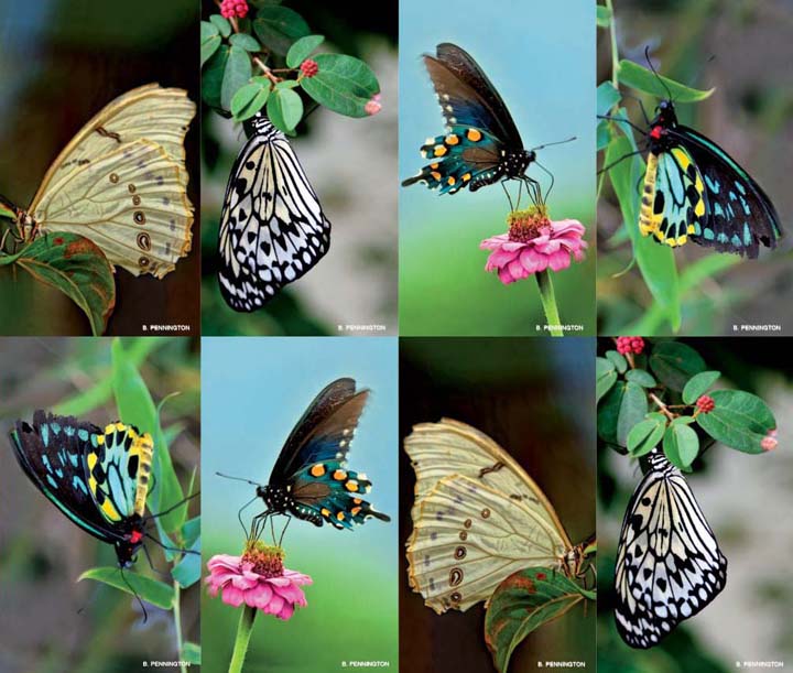 Butterflies