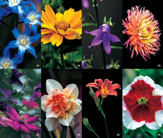 Bouquet Flowers