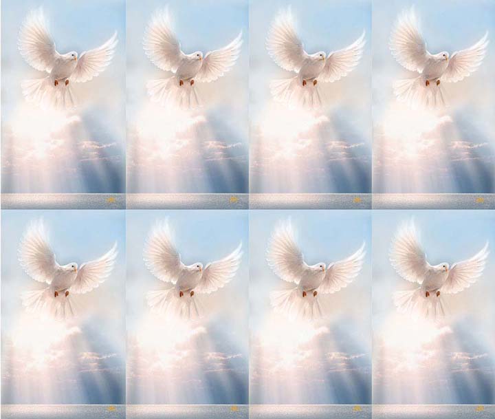 White Dove