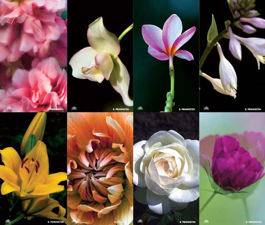 Fragrance Flower